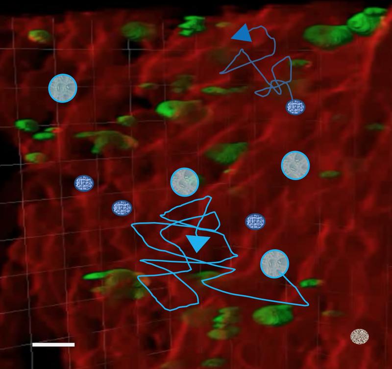 Fig1: Illustration of the concept using 3D fluorescence images as bio. templates for cell migration simulations (red: vessels, green: megacaryocytes, blue: Hemapoietic stem cells, cyan: Neutrophils