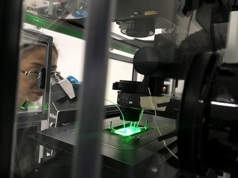 Empa researcher Qun Ren analyses microbiological samples in a microfluidic chamber from ureter stents under the microscope.