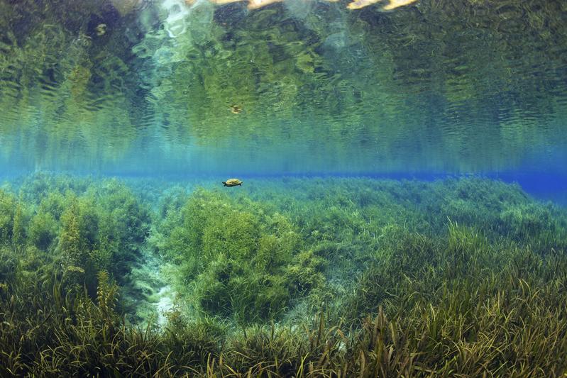 A Florida red-bellied turtle at home in the massive stream of freshwater in Florida’s underground, which reaches the surface through numerous sources.