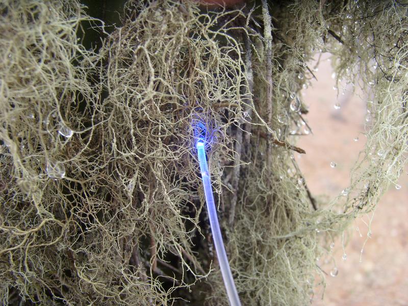 Das Forscherteam hat bei den Flechten die Photosynthese-Aktivität gemessen, wenn der Nebel über das Plateau zieht. Zum Einsatz kam dazu ein Messgerät, das Lichtblitze auf die Flechten schießt. 