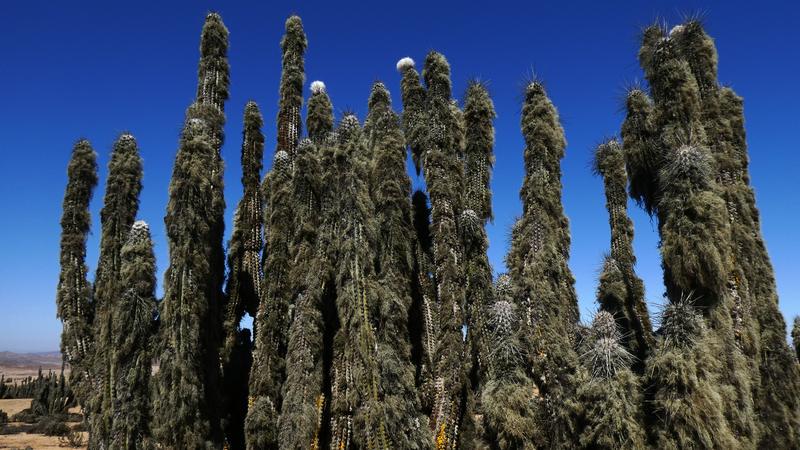 These lichens usually have a bearded structure that hangs down from the cacti.