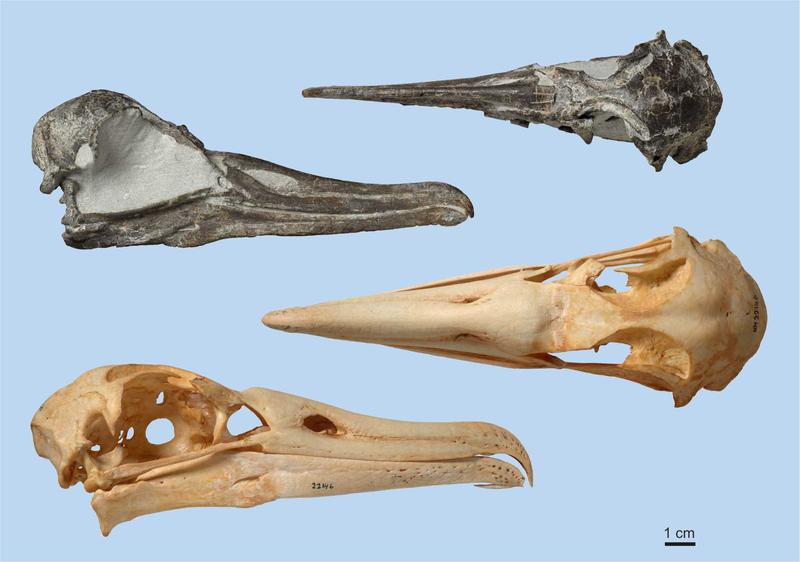Nahezu vollständig erhaltener fossiler Schädel der neuentdeckten Albatros-Art (oben) im Vergleich mit dem Schwarzfußalbatros, einem der kleinsten heutigen Albatrosse (unten). 