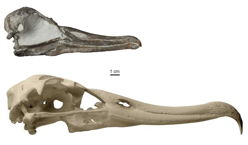 Schädel der neuentdeckten Albatros-Art (oben) im Vergleich mit dem Antipoden-Albatros, einem der größten heutigen Albatrosse (unten). 