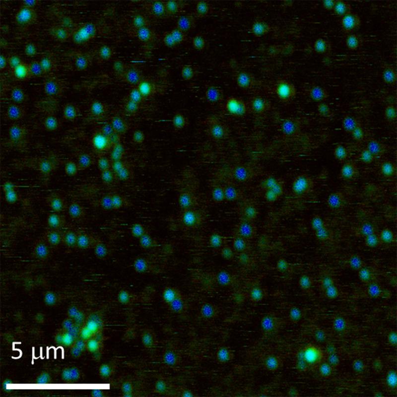 Fluoreszenzlebensdauer-Mikroskopieaufnahme von Oberflächen-Nanoblasen, die zuvor mit einem Farbstoff markiert wurden.