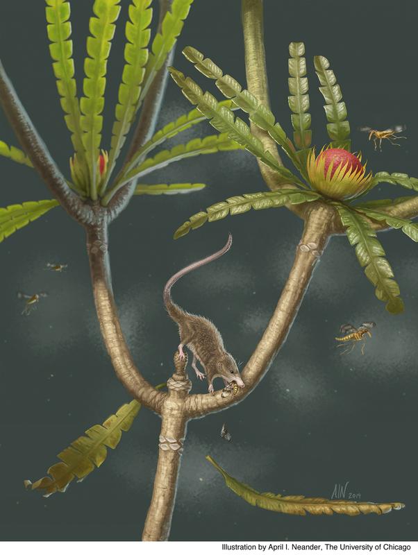 Microdocodon gracilis lebte vor mehr als 160 Millionen Jahren. Er schlang seine Nahrung – größtenteils Insekten – nicht herunter, sondern kaute und verschluckte sie. 
