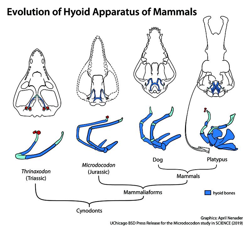 Das Zungenbein des Tiers (2. v.l.) ähnelte bereits sehr dem eines heutigen Säugetiers, hier als Beispiel ein Hund (3. v.l.). 