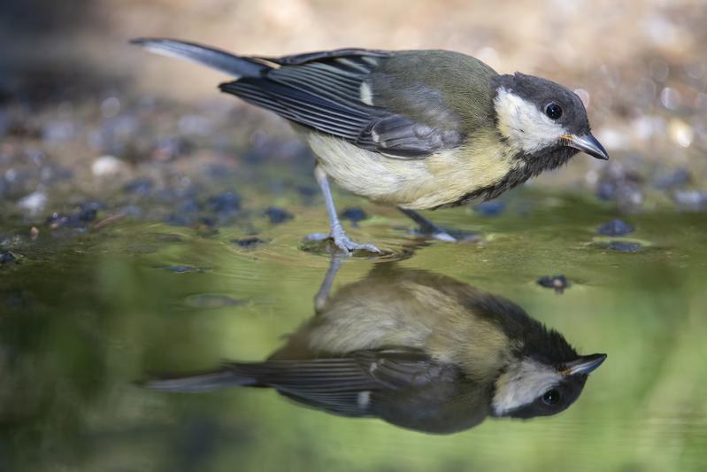 Kohlmeise (Parus major)