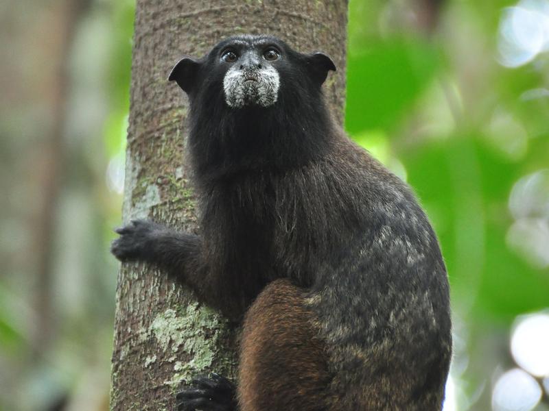 A black-fronted tamarin (Leontocebus nigrifrons) in the rainforest of Peru.