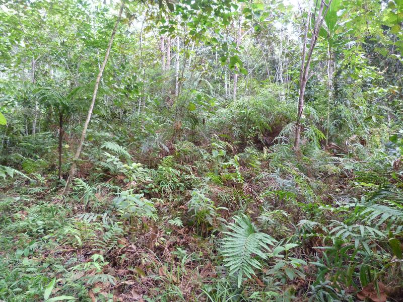 Secondary forest growing on a former water buffalo pasture. The regenerating forest consists of young, smaller trees and a dense herb layer, as more light reaches the ground.