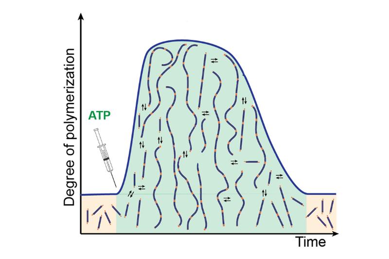 The lifetime of programmable structural dynamics can be infinitely varied in this DNA-based system. Photo: AG Walther