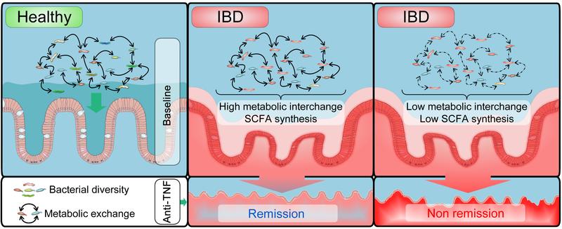 IBD patients that go into remission during treatment with the biological, exhibit a different exchange of substances in their microbiome compared with patients for whom the treatment does not work