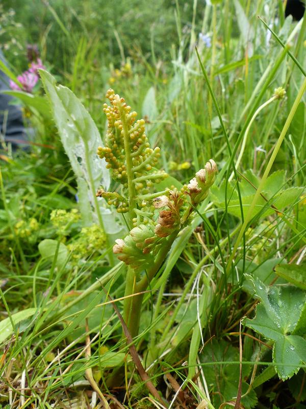 Der Ästige Rautenfarn (Botrychium matricariifolium) ist ein äußerst seltener und gefährdeter Farn, mit nur wenigen Standorten in Deutschland.