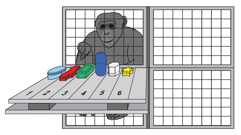 Die Schimpansen konnten zunächst beobachten, wie Futter in verschiedenen undurchsichtigen Boxen versteckt wurde. Dann konnten sie eine Box auswählen.