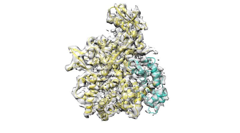 Cryo-Electron microscopy structure of SidJ (yellow)-calmodulin (cyan) complex with the experimental cryo-EM map shown in grey.