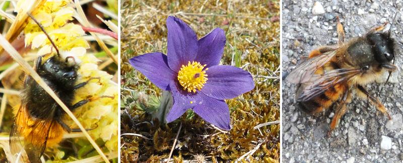 Global warming can disrupt the mutualistic interactions of plants and pollinators as in the case of the European orchard bee, the red mason bee and the pasque flower.