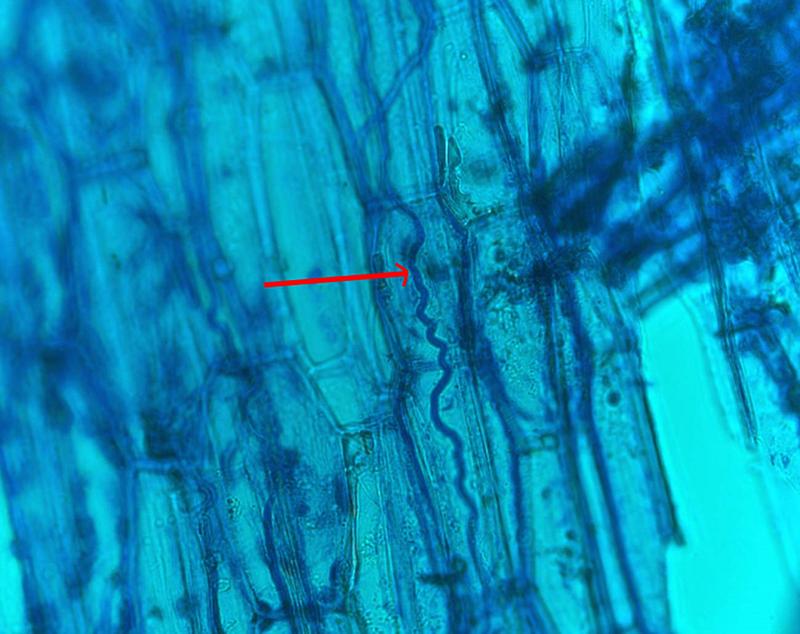 Infektionen mit Epichloë-Pilzen sind in der Regel von außen nicht sichtbar. Der rote Pfeil zeigt auf eine Epichloë-Hyphe zwischen den Pflanzenzellen.