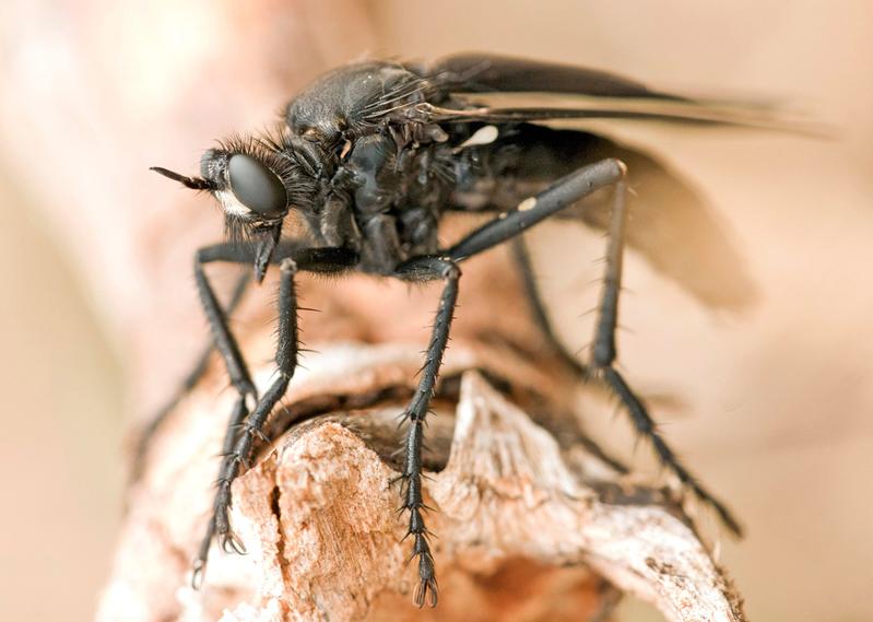 Die Große Wolfsfliege (Dasypogon diadema), ist eine giftige Raubfliege, die auch in Hessen vorkommt und spezialisiert Hautflügler jagt.