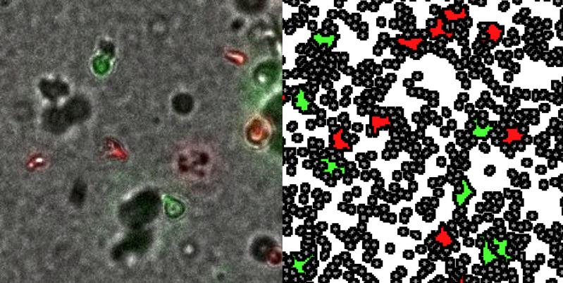 Microscopic recording and computer model of the interaction between infected cells (green) and non-infected cells (red) in collagen structures (grey).