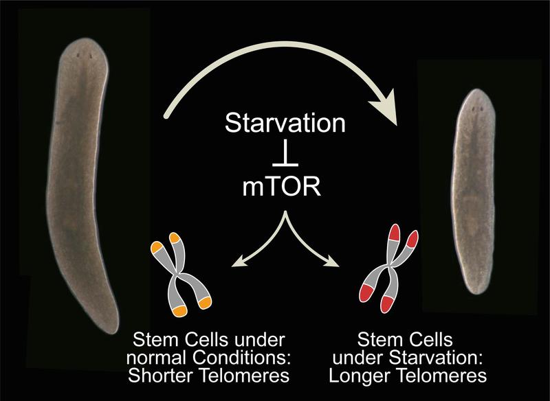 Starvation has a positive effect on the adult stem cell pool in Planarians; under starvation stem cells show longer telomeres