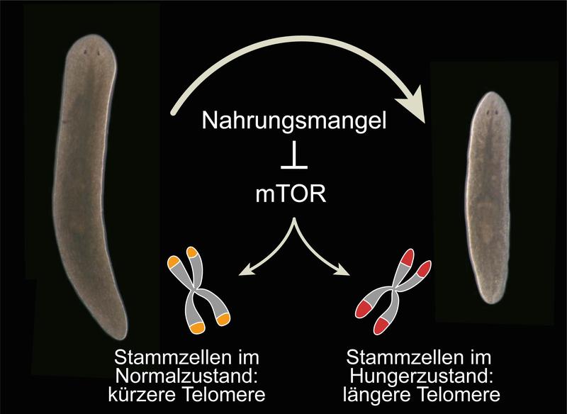 Nahrungsmangel hat einen positiven Effekt auf den adulten Stammzellpool in Planarien, denn solche Stammzellen weisen eine höhere Telomerlänge auf.