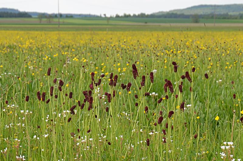 Feuchtwiese im mittelfränkischen Altmühltal, dem Projektgebiet von Baumanns Forschungsarbeit. Der abgebildete Große Wiesenknopf ist nur noch selten auf normalen Wiesen zu finden.