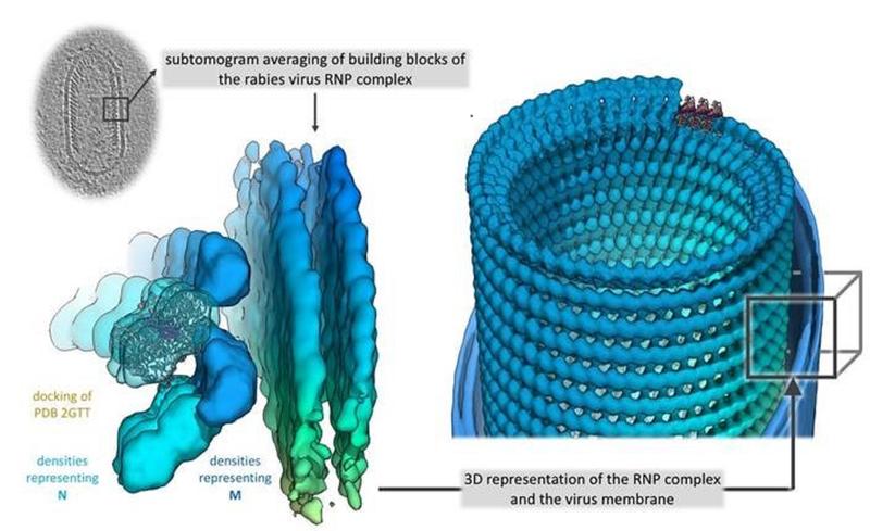 3D Ansicht des RNP (Ribonucleoprotein) Komplex des Tollwutvirus 