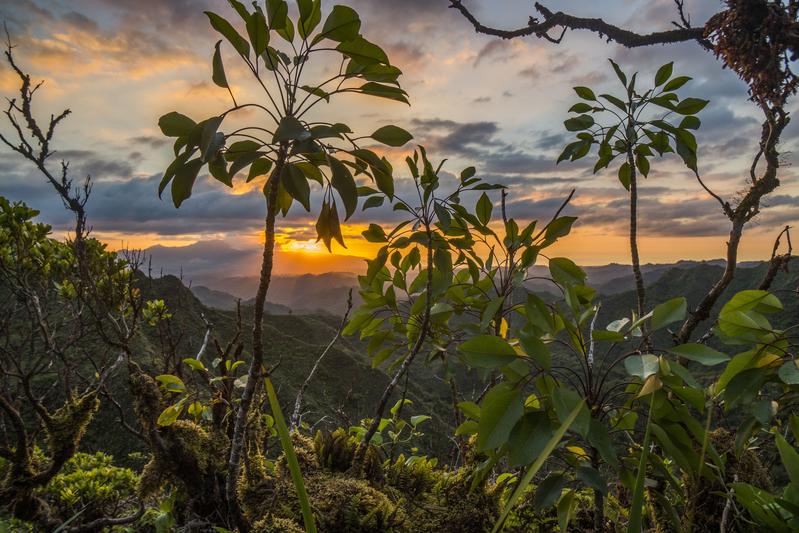 Ko'olau Gebirgskette auf Oahu, der drittgrößten der hawaiianischen Inseln. Die Forscher untersuchten auch die Auswirkungen der eingeführten Arten auf die Biodiversität. 