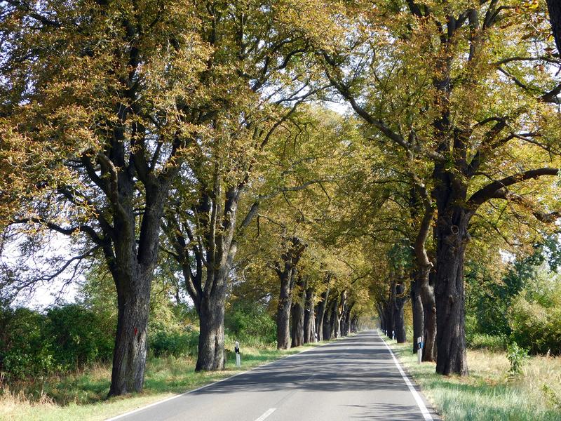 Eine typische Allee in Brandenburg