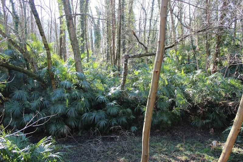 Hanfpalmen sind in Wäldern der Süd-Schweiz ein häufiger Anblick. Im Bild dominieren sie den Unterwuchs eines Laubwaldes im Tessin. 