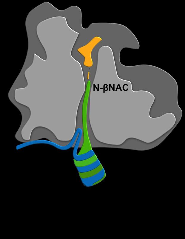 Die Ribosomenbindung von NAC wird von einem regulatorischen Arm (N-αNAC, blau), der ans Ribosom bindet, und einer Domäne (N-βNAC, grün), die Translationsaktivität wahrnehmen kann, reguliert.