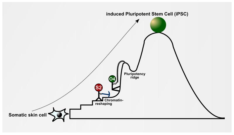 Molecular mechanisms of reprogramming