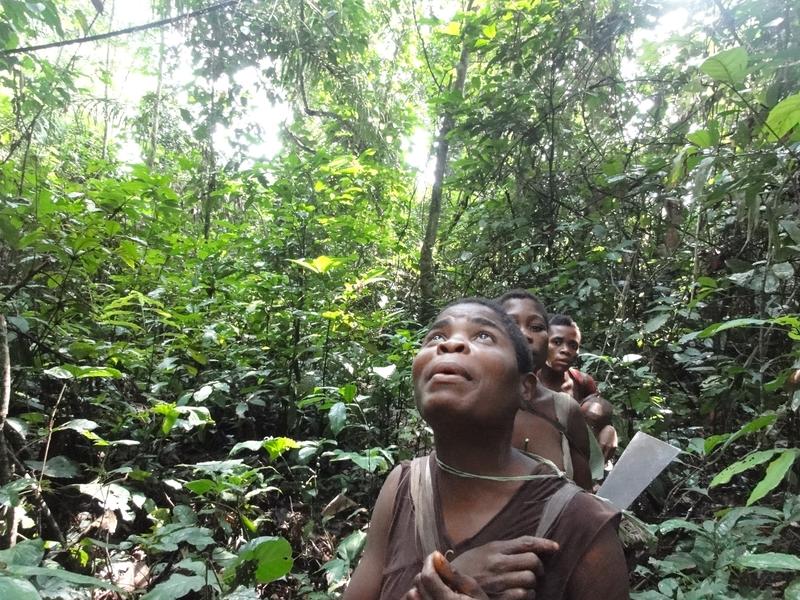Mbendjele BaYaka Frau, die auf Nahrungssuche zusammen mit anderen Frauen im tropischen Regenwald der Republik Kongo einen Baum inspiziert.