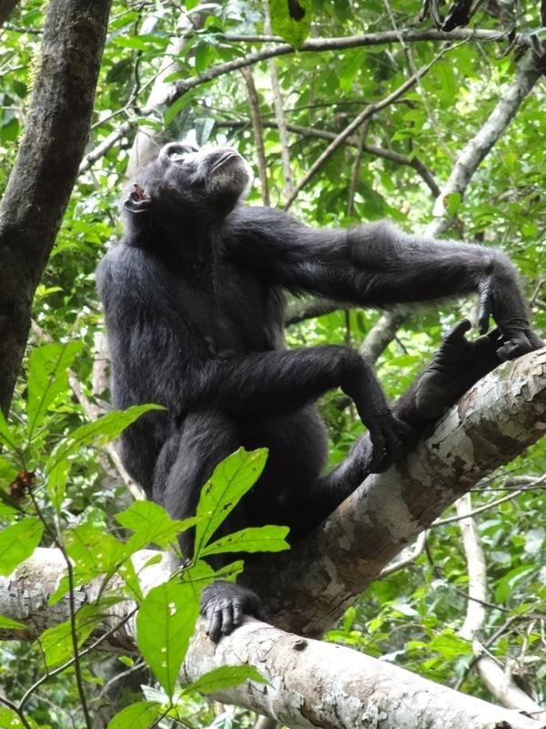 Allein auf Nahrungssuche im tropischen Regenwald (Taï Nationalpark, Elfenbeinküste) inspiziert dieser Schimpanse einen Baum.