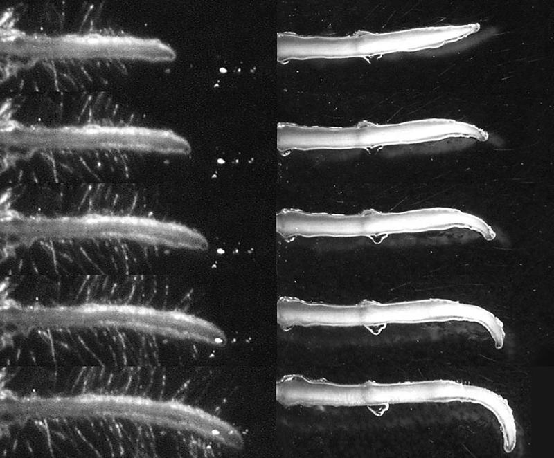 Links: langsamer Gravitropismus beim Farn C. richardii nach 0, 6, 12, 24 und 36h; rechts: schneller Gravitropismus beim Nacktsamer P. taeda nach 0, 1, 3, 6 und 12h 
