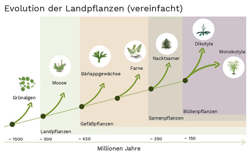 Evolution der Landpflanzen (vereinfachte Darstellung)