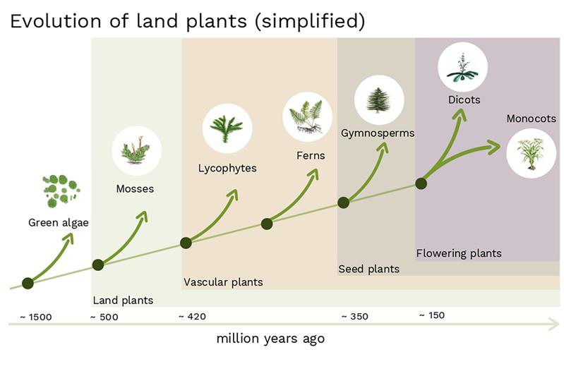Evolution of land plants (simplified)