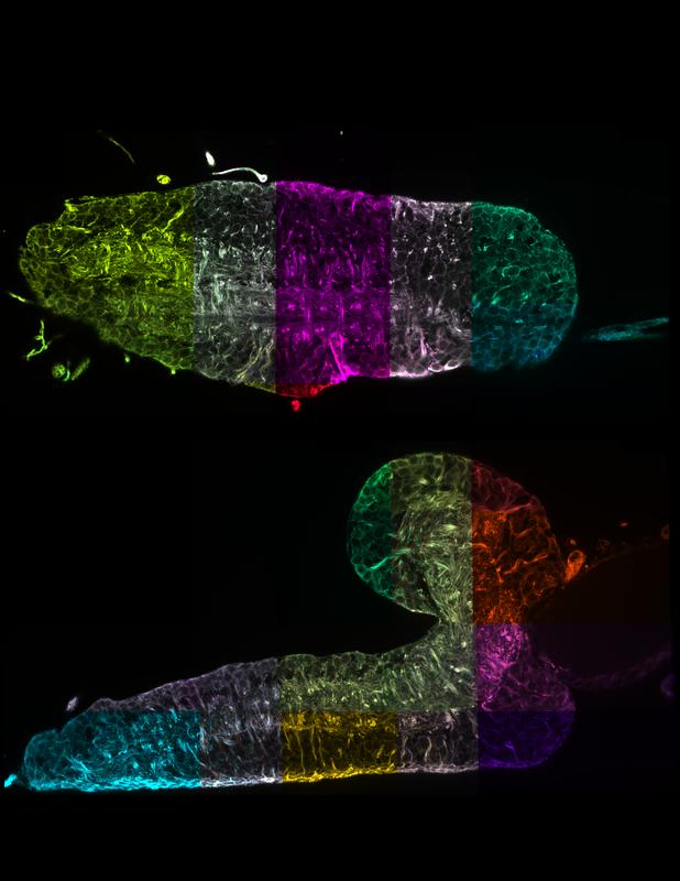 Two virtual right-angled cross-sections through the complete nervous system of a fruit fly larva.