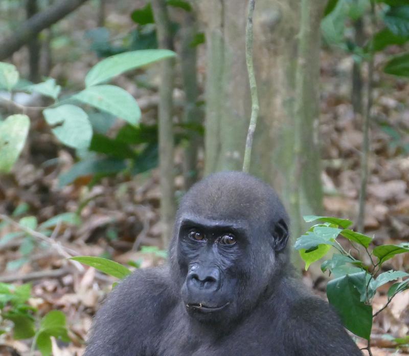 Im Loango Nationalpark in Gabun haben Wissenschaftler eine Population von westlichen Flachlandgorillas dabei beobachtet, wie sie mit ihren Zähnen die harten Schalen von Nüssen aufbrechen.