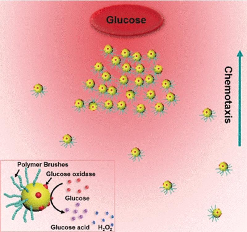 Forscher haben kollektives chemotaktisches Verhalten an künstlichen Gold-Nanokugeln nachgeahmt.