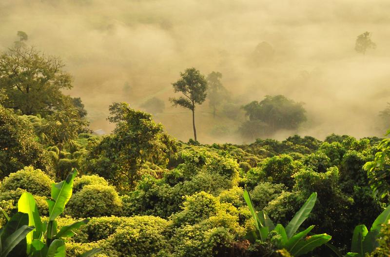 Stark gefährdet sind unter anderem Lebensräume im tropischen Afrika und im Amazonas-Regenwald, wo besonders viele Pflanzenarten heimisch sind.