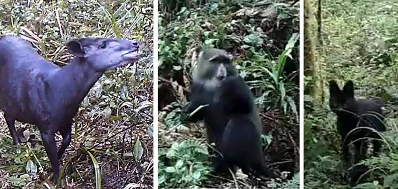 Three examples of the animal species filmed at Kilimanjaro (from left): an Abbott ducker, a diadem monkey and a black serval cat. 