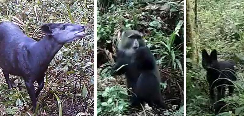 Three examples of the animal species filmed at Kilimanjaro (from left): an Abbott ducker, a diadem monkey and a black serval cat. 