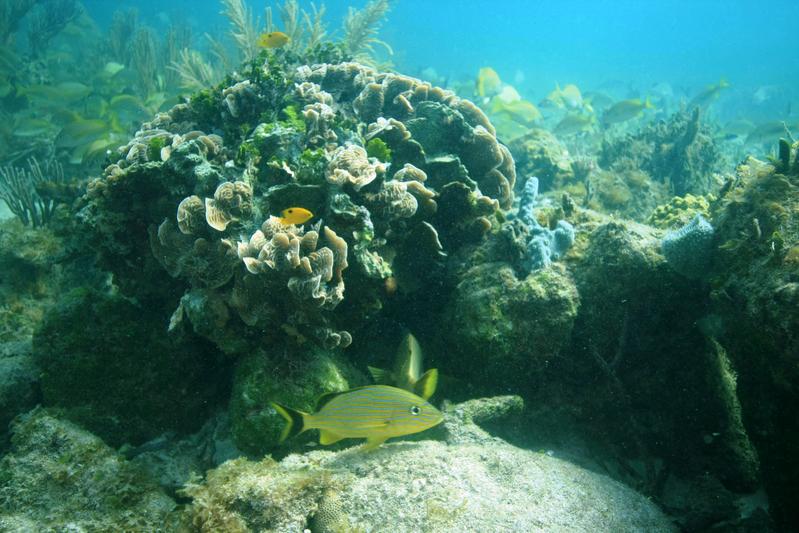 Korallenriffe vor der Küste der mexikanischen Halbinsel Yucatan in der Nähe von Grundwasserquellen (Ojos). 