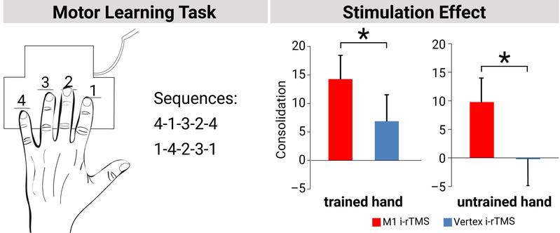 If the scientists stimulated the brain in the breaks between the short exercise sequences, the trained sequence could be better recalled by participants. 