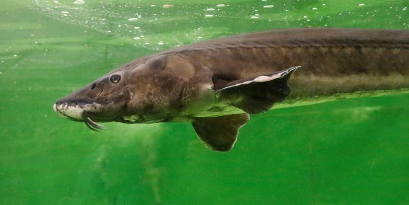 The European sturgeon (Acipenser sturio) has suffered the largest loss – its distribution range diminished by 99 percent.
