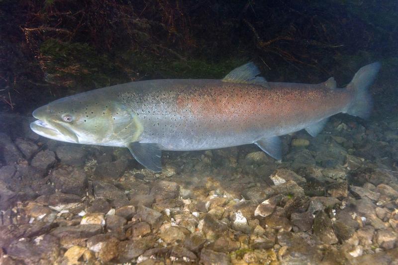 The distribution range of the Danube salmon (Hucho hucho) diminished by 82 percent.