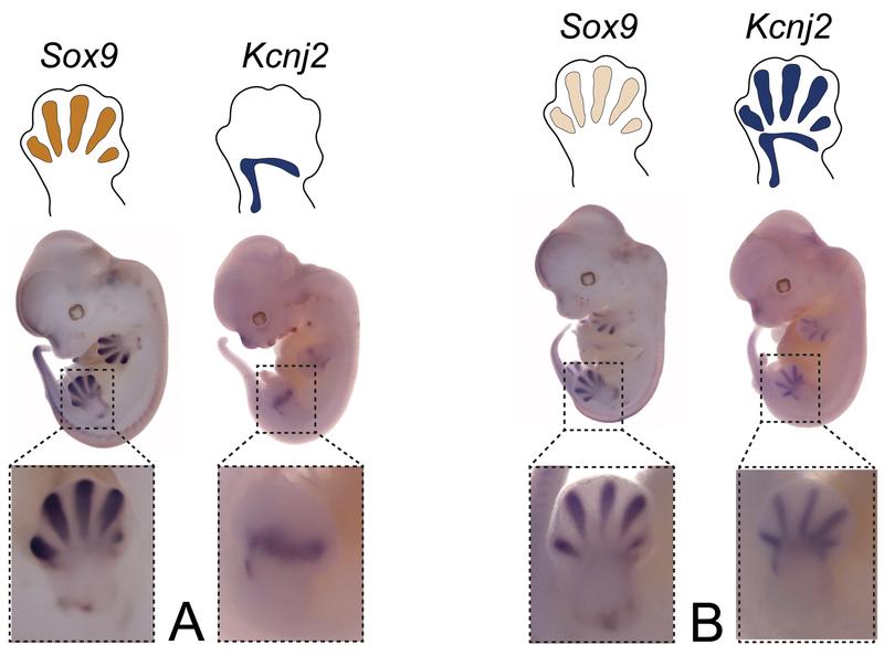 Auswirkung von Inversionen auf die Genexpression: (A) Aktivitätsmuster von Sox9 und Kcnj2 im gesunden Mausembryo. (B) Inversion verursacht bei Kcnj2 ein ähnliches Expressionsmuster wie bei Sox9.