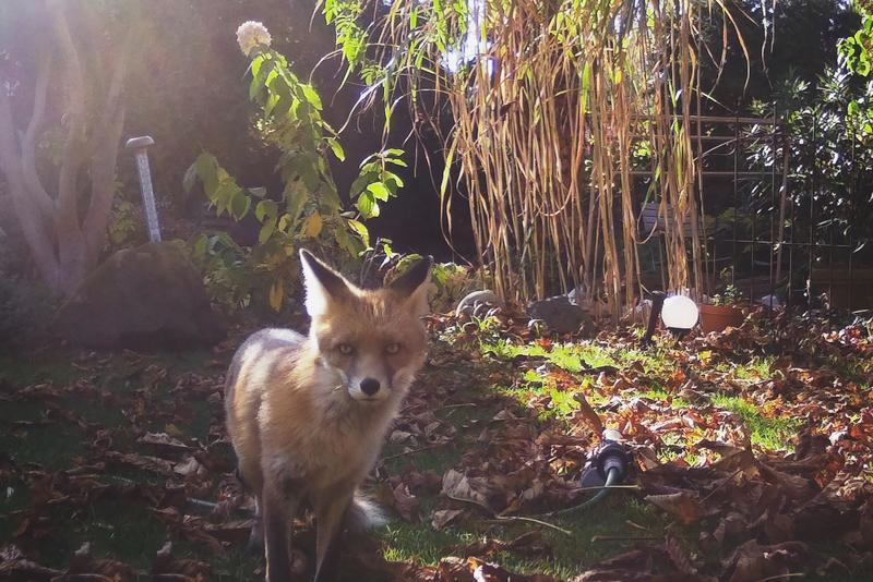 Ein Fuchs in einem Berliner Garten, aufgenommen von einer Wildtierkamera des Leibniz-IZW