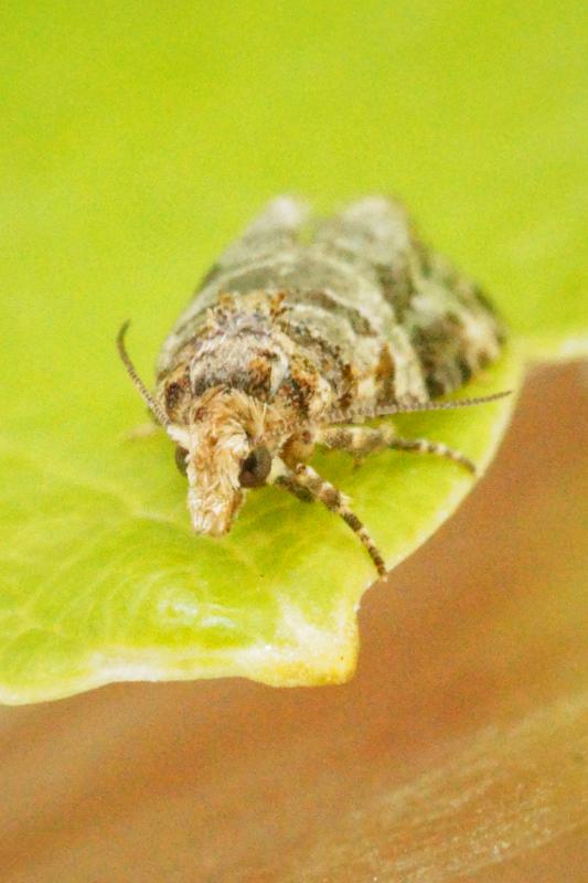 Weibchen des Bekreuzten Traubenwicklers (Lobesia botrana) auf Weinblatt 