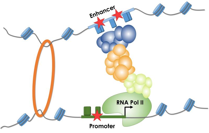 Die Abbildung veranschaulicht das Ablesen eines Genes durch RNA Polymerase II und die Bedeutung von Steuerelementen (Promoter- und Enhancer). Mutationen (Stern) beeinflussen die Bindung verschiedener 